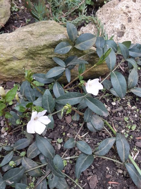  - Diverse plante