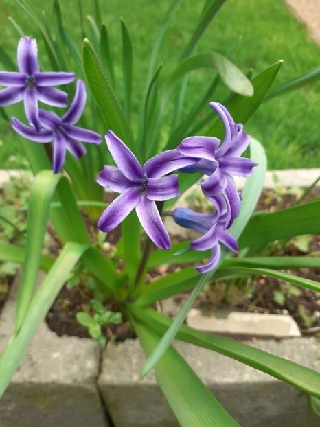  - Diverse plante