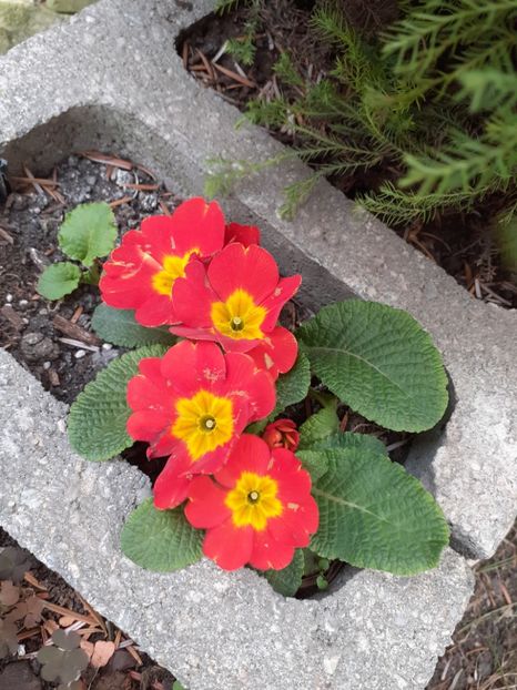  - Diverse plante