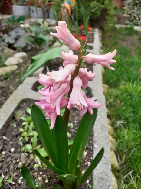  - Diverse plante