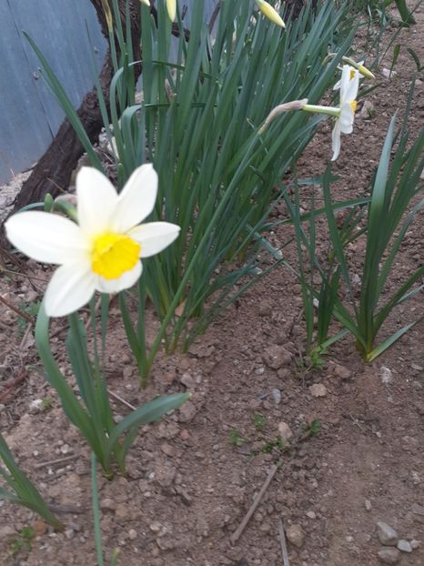  - Diverse plante