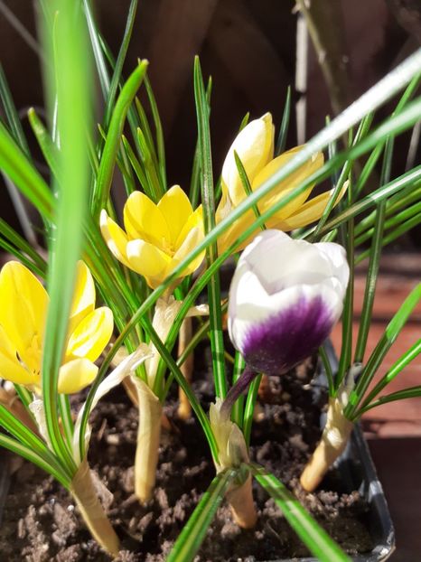  - Diverse plante