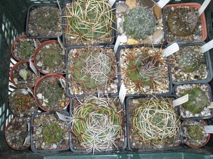 Gymno - plantele dupa iarna 2010