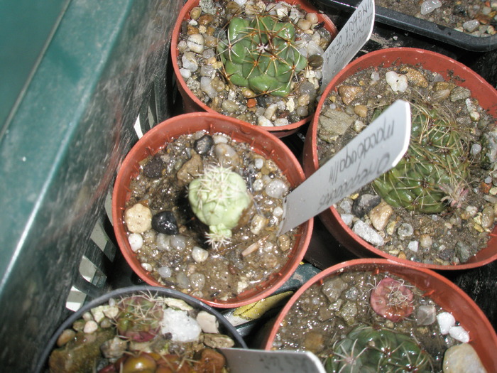Ortegocactus macdowelii care rezista - plantele dupa iarna 2010
