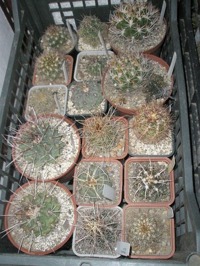 Thelocactusi si Weingartii - plantele dupa iarna 2010