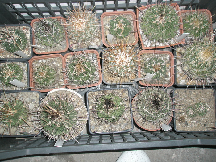 Echinofossulocactusi