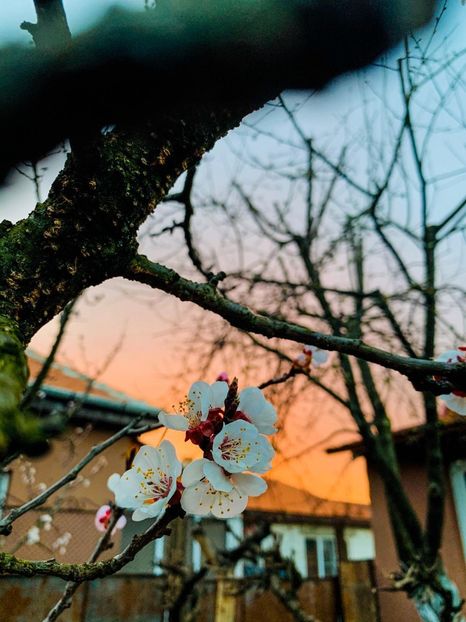 IMG-20200329-WA0033 - Imagini pozate de mine din natuta si diverse