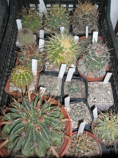 Ferocactusi - plantele dupa iarna 2010