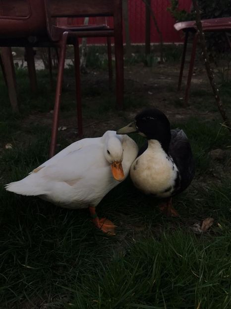 IMG-20200329-WA0023 - Ratuste pitice - Call duck !