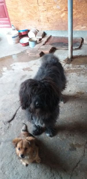  - Ciobanesc de vinzare sau la schimb 28 martie 2020