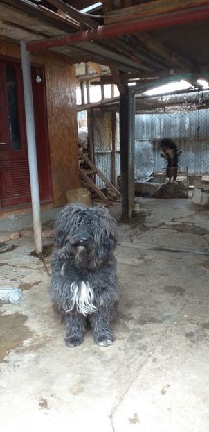  - Ciobanesc de vinzare sau la schimb 28 martie 2020