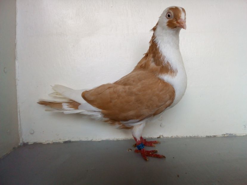  - PORUMBEI CARE MI AU APARTINUT