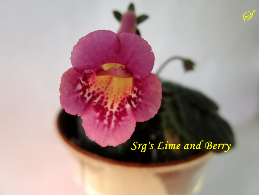 Srg s Lime and Berry(30-03-2020) - Sinningii 2020