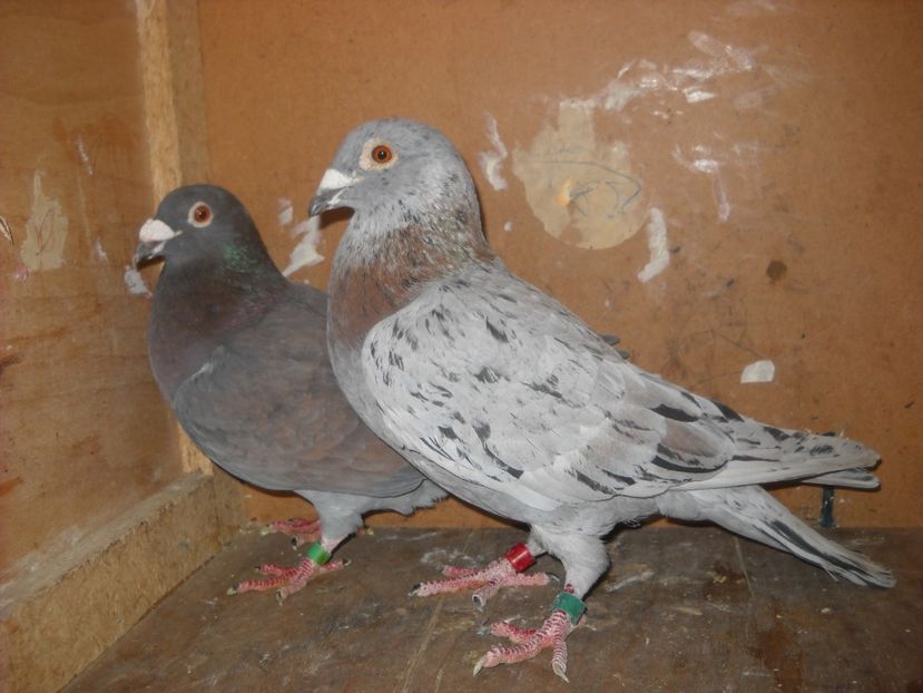  - UNDEVA IN SUCEAVA arhiva