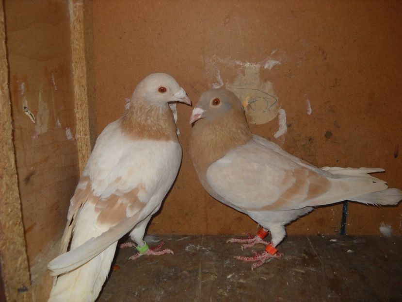  - UNDEVA IN SUCEAVA arhiva