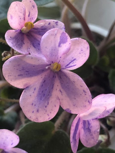 799D410D-F992-418B-91A8-704490C33339 - Rob-s Miriwinni