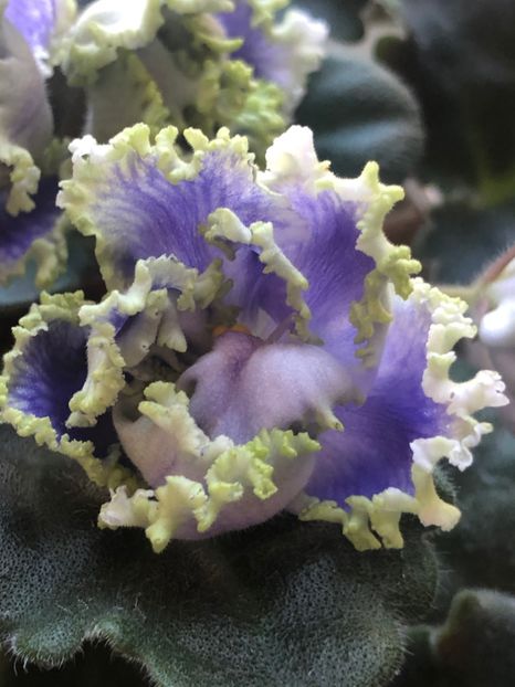 053F2200-D2DE-4C30-B11E-FC8A3F19F94E - Z Kei-Yoki