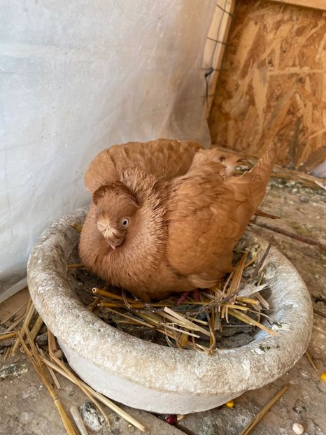 52572E2E-9CFF-481F-8423-0545857054EB - Jucatorii Bimotati de Ardeal