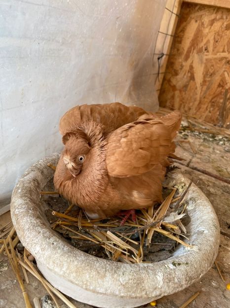 888A8215-6F96-4510-A9D0-4F556E9D89CB - Jucatorii Bimotati de Ardeal