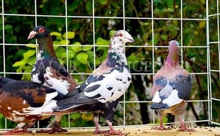  - NU AMI APARTIN 2020