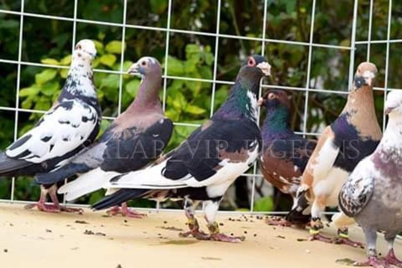  - NU AMI APARTIN 2020