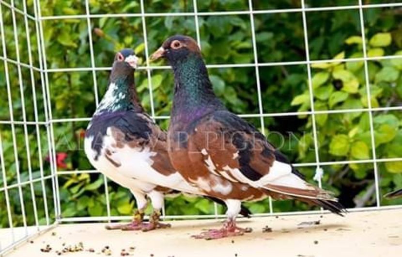  - NU AMI APARTIN 2020