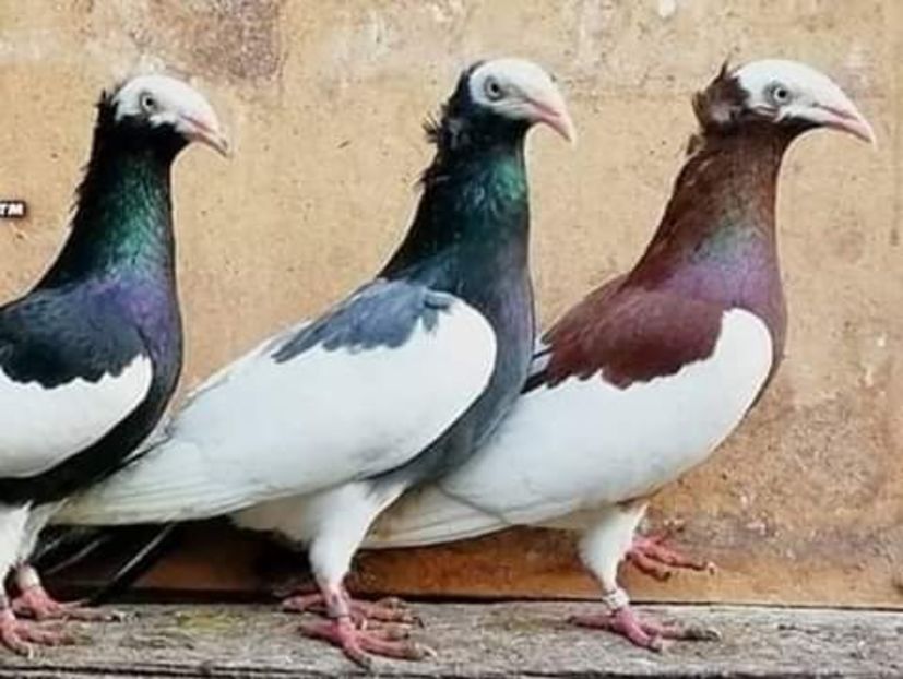  - NU AMI APARTIN 2020