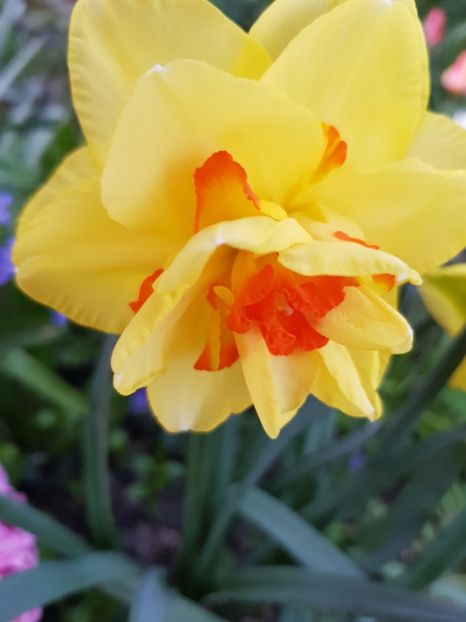 Tahiti - Narcise 2020