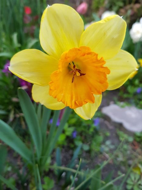 Orange Progress - Narcise 2020