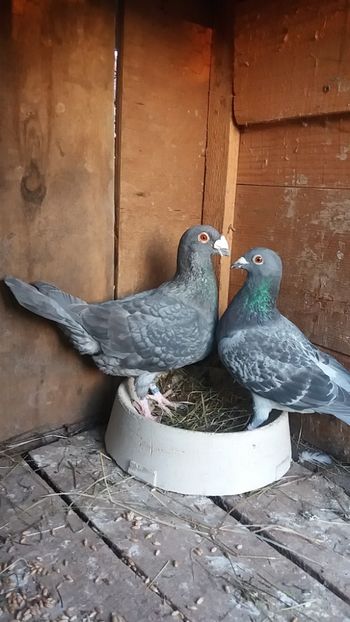  - Voiajori colorati matca 2020