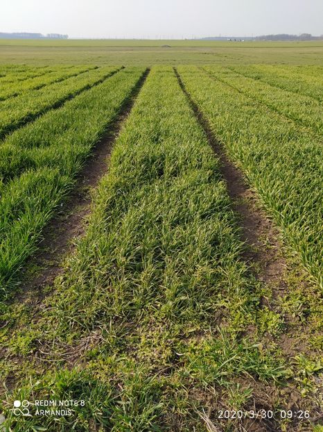 Grau 30 martie 2020 Poza 4 - Fundulea 30 martie 2020