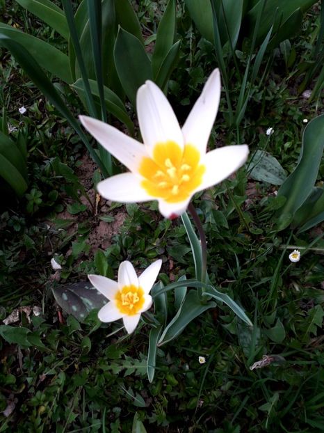  - AAAA_LALELE 2019_2020_2022_2023