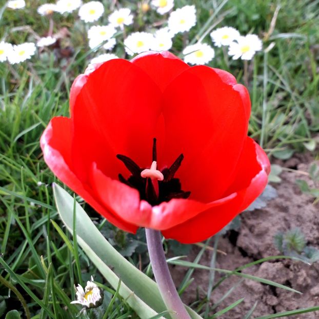  - AAAA_LALELE 2019_2020_2022_2023