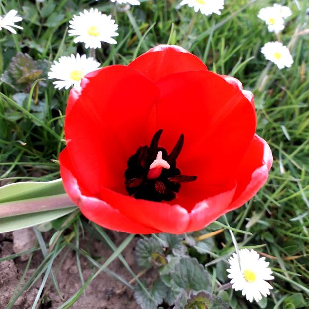  - AAAA_LALELE 2019_2020_2022_2023