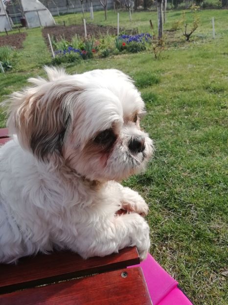 29.03.2020 - Comoara mea