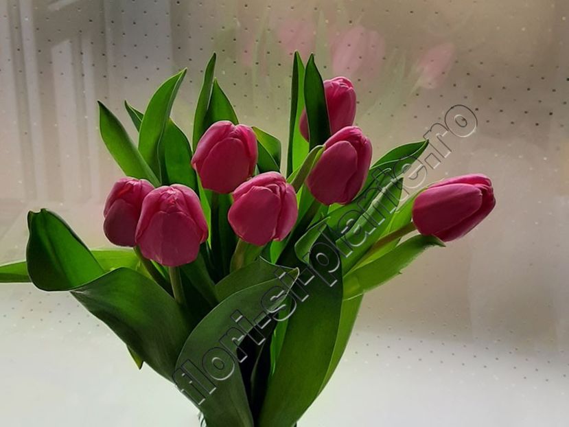 Lalele - Flori gradina