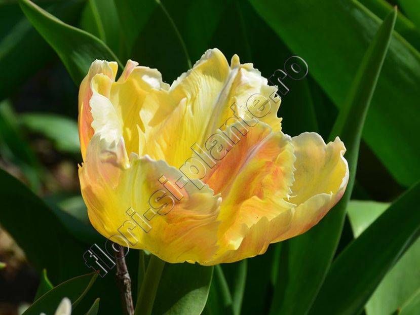 Lalele - Flori gradina