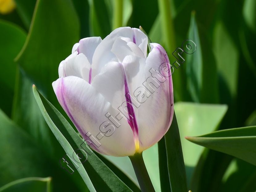 Lalele - Flori gradina