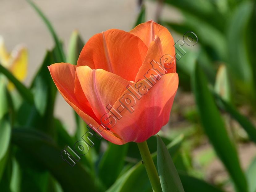 Lalele - Flori gradina