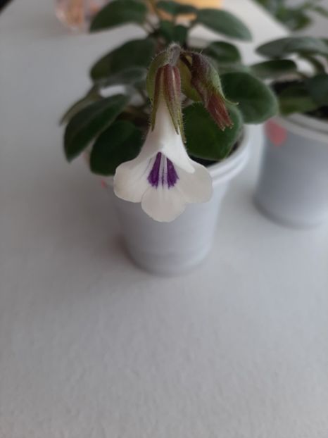 si prima floricica.... - ChiritaTamiana