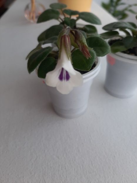 30.03.2020 - ChiritaTamiana