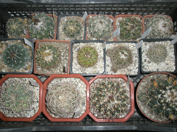 Coryphante - plantele dupa iarna 2010