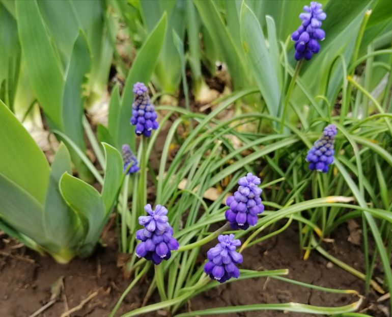 30 martie, muscari - 2020 Ian feb martie aprilie