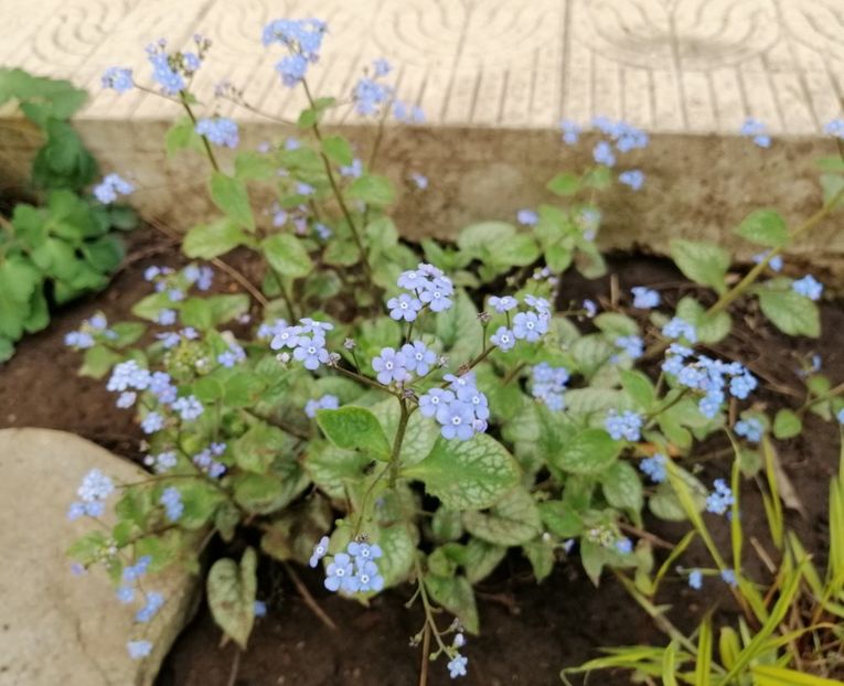 Brunnera macrophylla Jack Frost - 2020 Ian feb martie aprilie