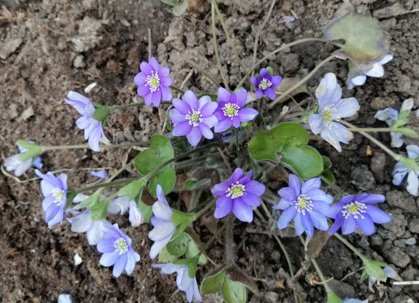 hepatica americana - 2020 Ian feb martie aprilie