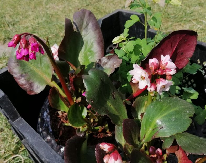  - 2020 Ian feb martie aprilie