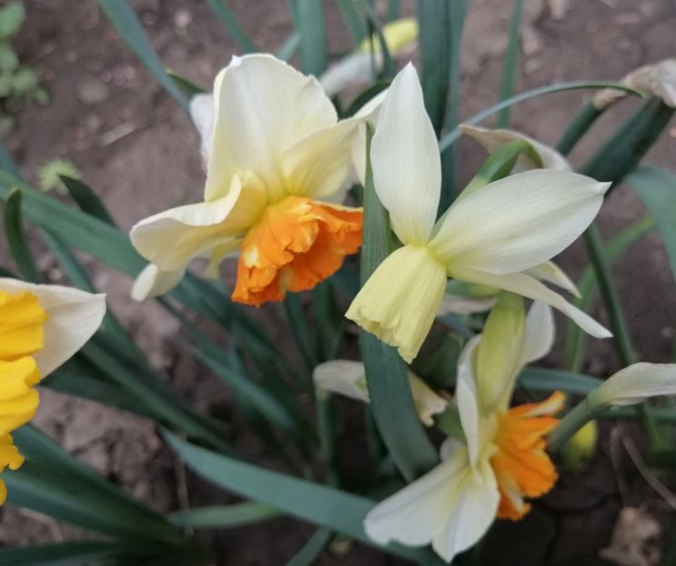  - 2020 Ian feb martie aprilie