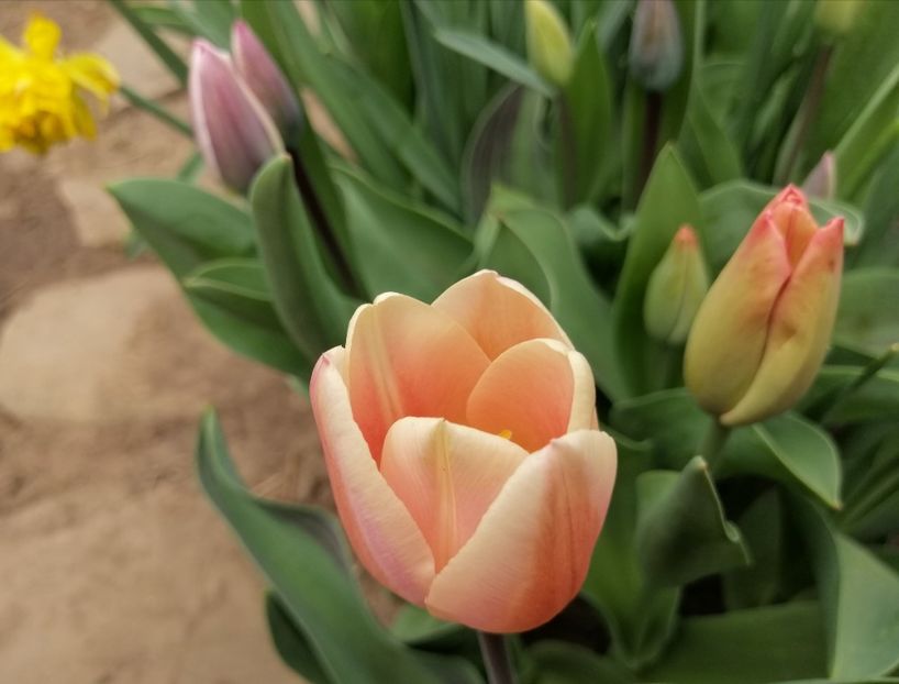 lalele Darwin, tot de la Aurelian Vasile - 2020 Ian feb martie aprilie