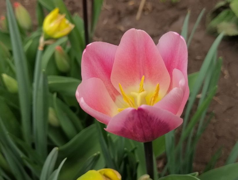  - 2020 Ian feb martie aprilie