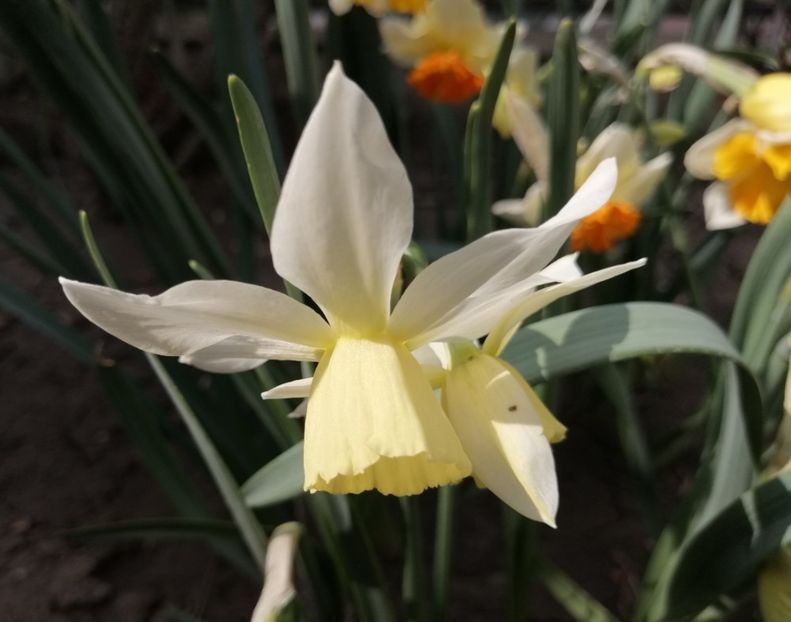 (triandrus) - 2020 Ian feb martie aprilie